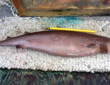 Sandee Cookiecutter Shark