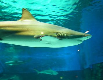 Sandee Copper Shark