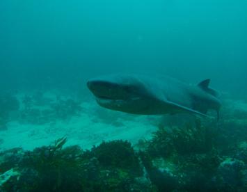 Sandee Cow Shark