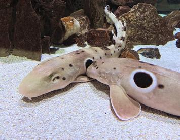 Sandee Epaulette Shark