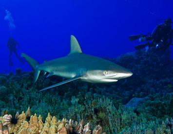 Sandee Galapagos Shark