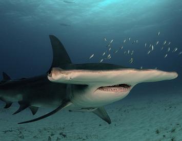 Sandee Great Hammerhead