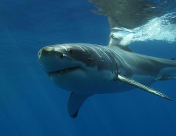 Sandee Great White Shark (White Shark)