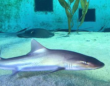 Sandee Smooth Hound Shark (Dog Shark)