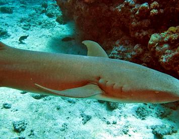 Sandee Tawny Nurse Shark