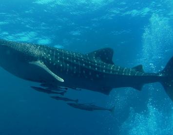 Sandee Whale Shark