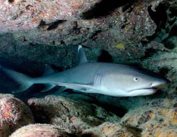 Sandee Whitetip Reef Shark