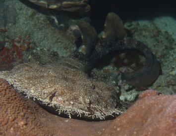 Sandee Wobbegong Shark