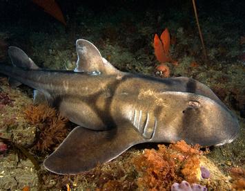 Sandee Port Jackson Shark