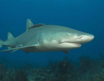 Sandee Lemon Shark