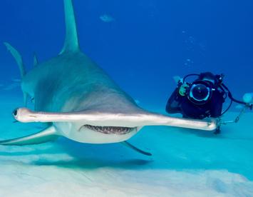 Sandee Hammerhead Shark