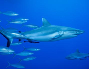 Sandee Grey Reef Shark