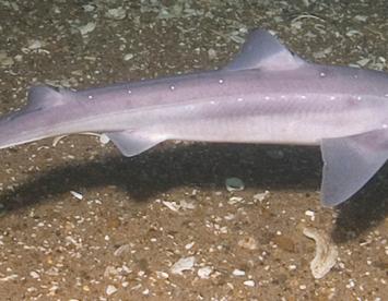 Sandee Dogfish Shark