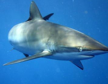 Sandee Silky Shark