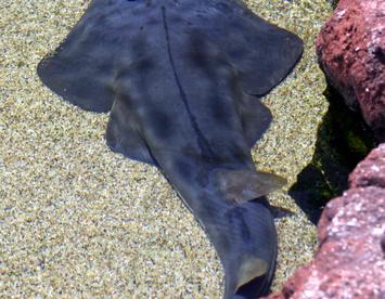 Sandee Shovelnose Shark