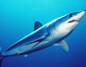 Sandee Shortfin Mako Shark