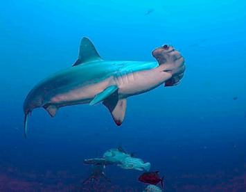 Sandee Scalloped Hammerhead