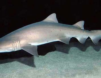 Sandee Sandtiger Shark