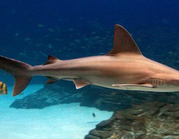 Sandee Sandbar Shark