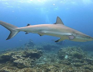 Sandee Reef Shark