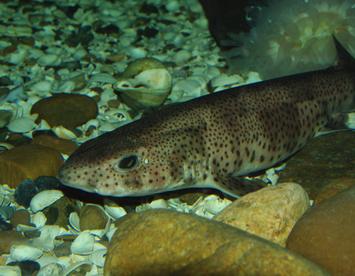 Sandee Small-Spotted Catshark