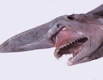 Sandee Goblin Shark