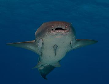 Sandee Nurse Shark