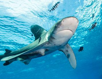 Sandee Oceanic Whitetip Shark