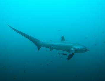 Sandee Thresher Shark