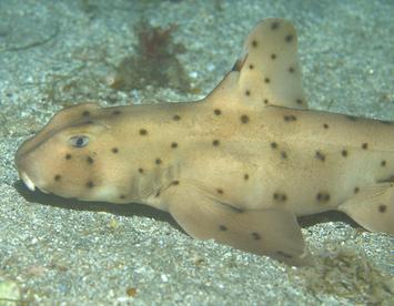 Sandee Horn Shark