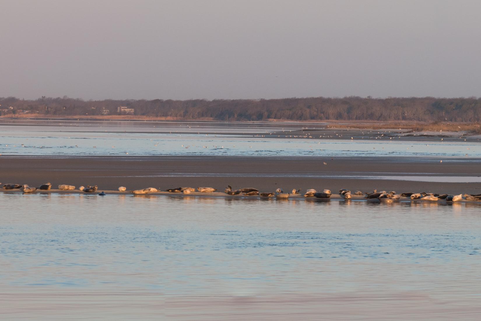 Sandee - Cupsogue County Park