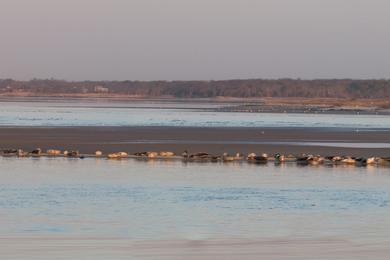 Sandee - Cupsogue County Park