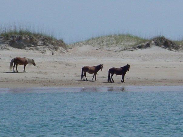 Sandee - Shackleford Banks