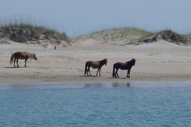 Sandee - Shackleford Banks