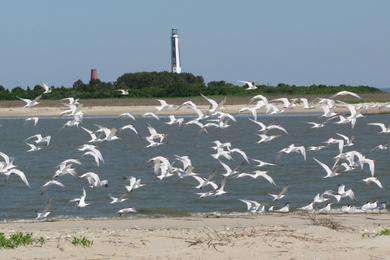 Sandee Cape May National Wildlife Refuge Beach Photo