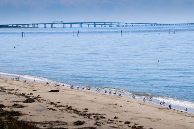 Sandee Chesapeake Bay Beach