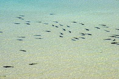 Sandee Skeleton Bay