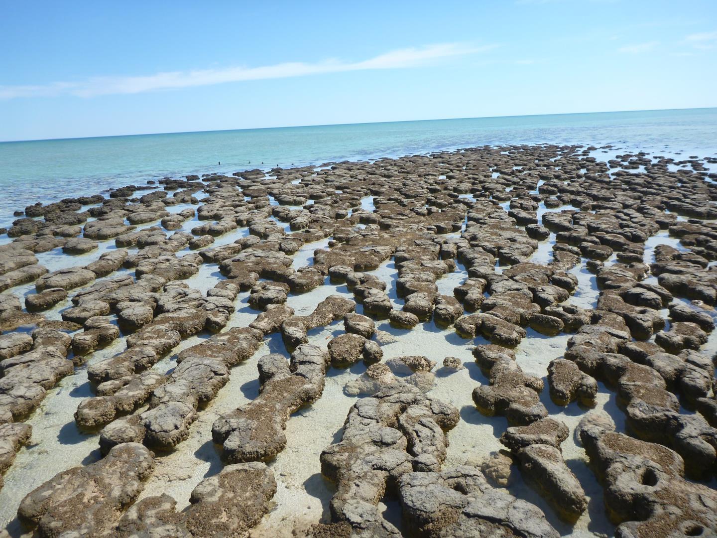 Sandee - Hamelin Pool