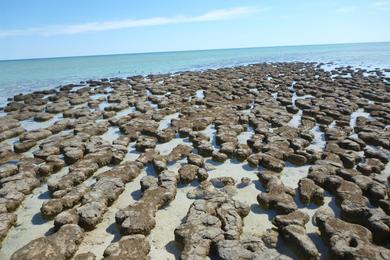 Sandee - Hamelin Pool