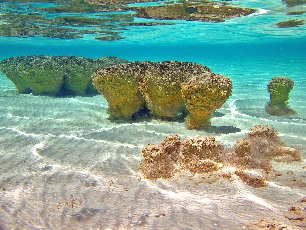 Sandee - Hamelin Pool