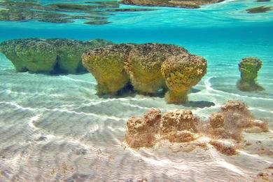 Sandee - Hamelin Pool