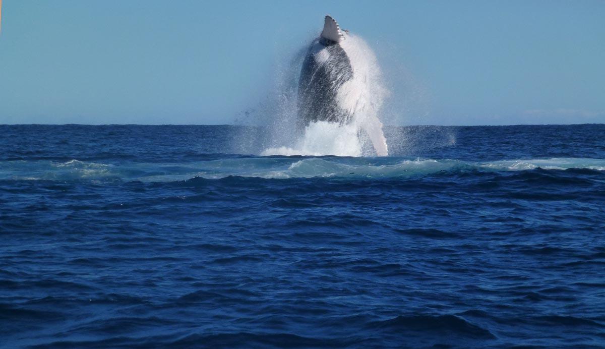 Sandee - Point Quobba Beach