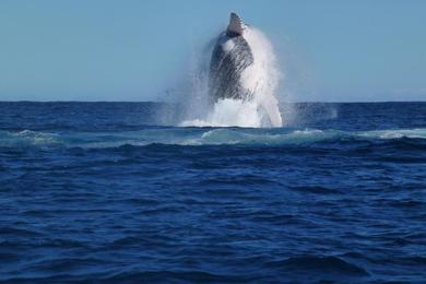 Sandee - Point Quobba Beach