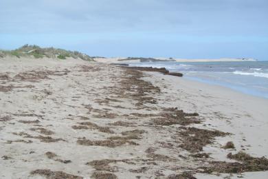 Sandee Tarcoola Beach Photo