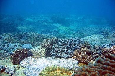 Sandee Muiron Islands
