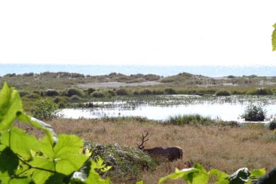 Sandee - Fern Canyon Beach