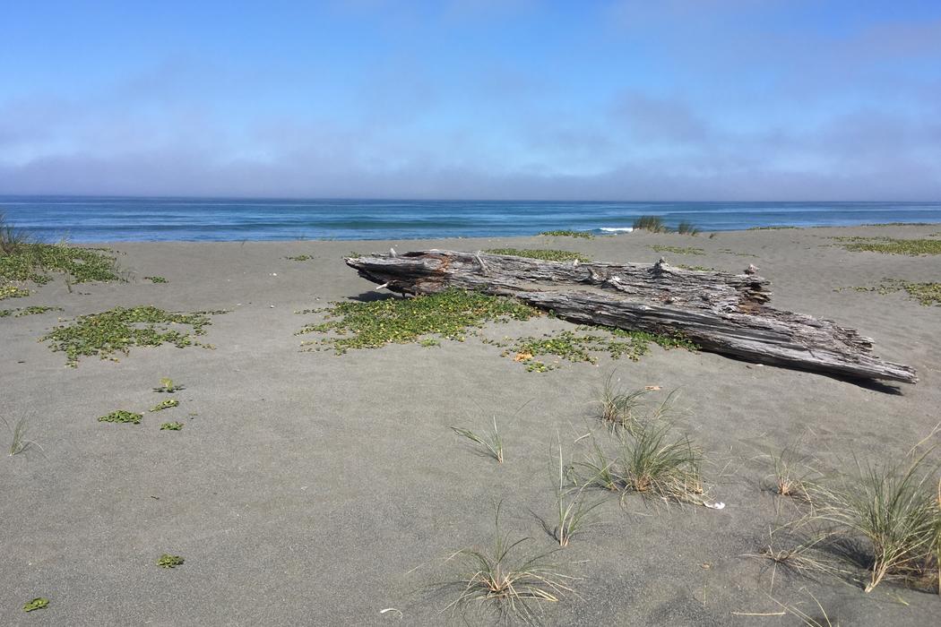 Sandee Fern Canyon Beach