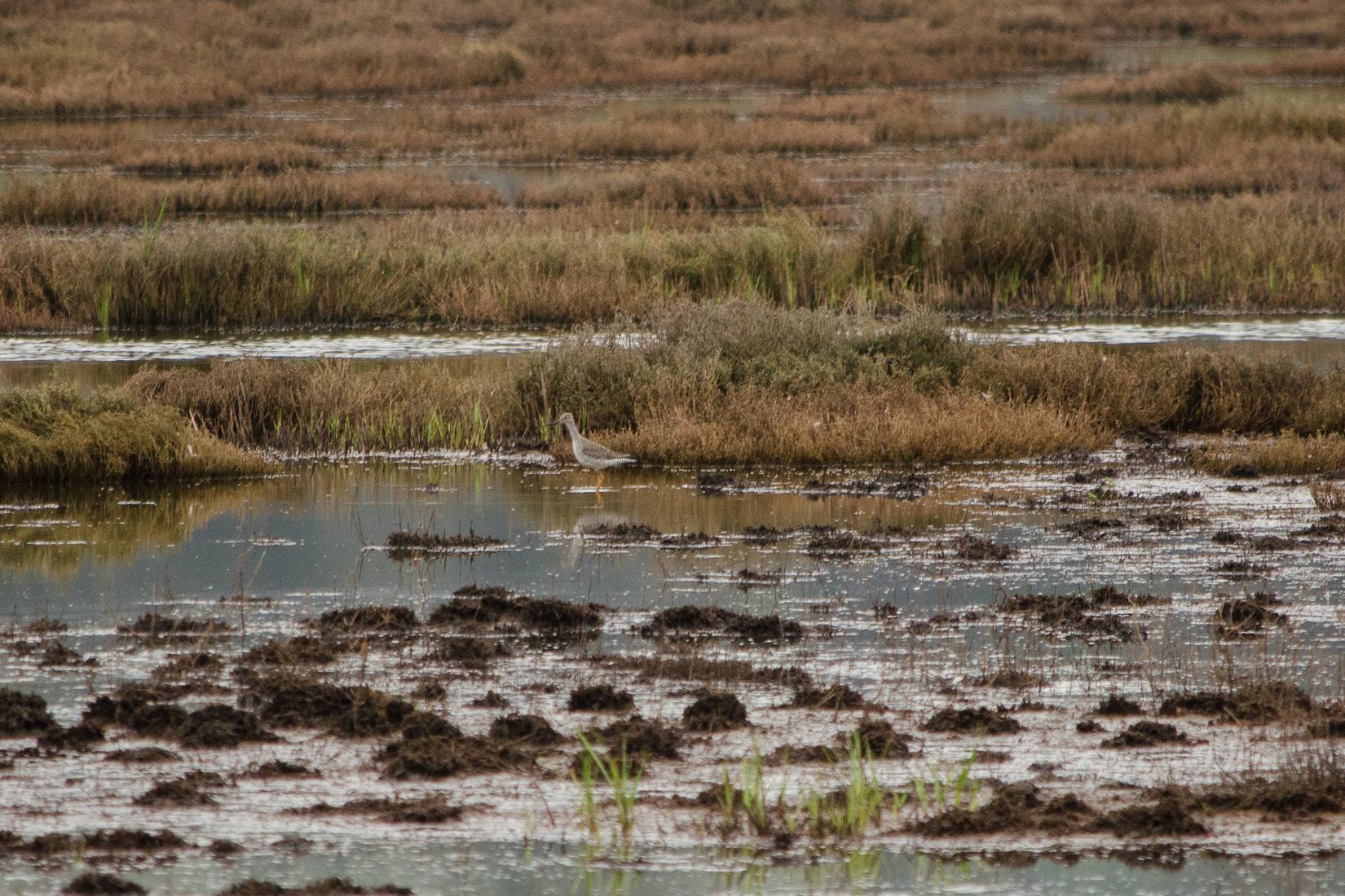 Sandee - Humboldt Bay National Wildlife Refuge