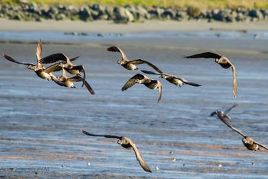 Sandee - Humboldt Bay National Wildlife Refuge