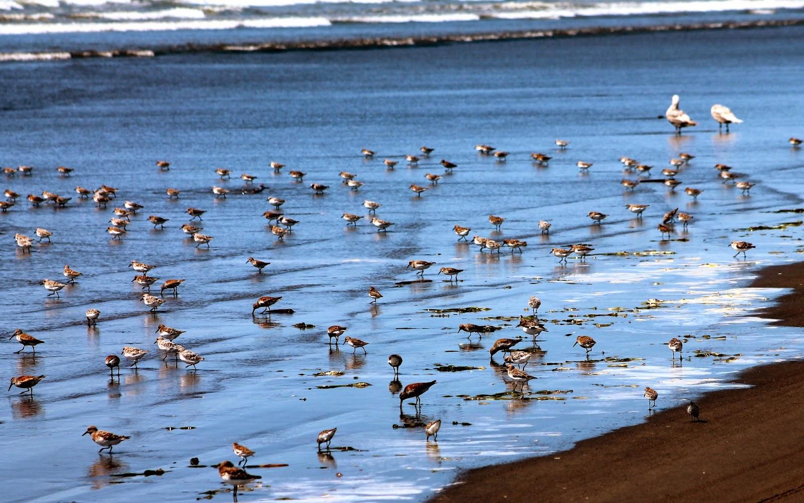 Sandee - Humboldt Bay National Wildlife Refuge